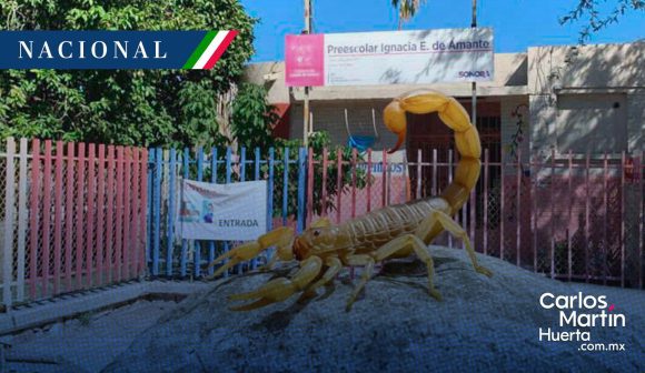 Fallece niña de cinco años tras picadura de alacrán en Sonora; IMSS no contaba con el antídoto Fallece niña de cinco años tras picadura de alacrán en Sonora; IMSS no contaba con el antídoto