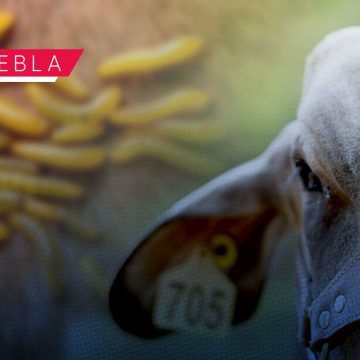 Gusano barrenador - Puebla Gusano barrenador provoca escasez de ganado y encarece la carne en Puebla