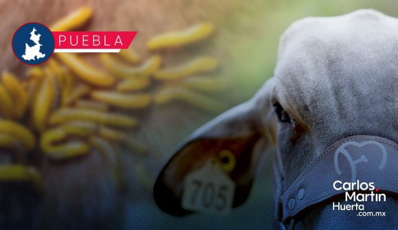 Gusano barrenador provoca escasez de ganado y encarece la carne en Puebla