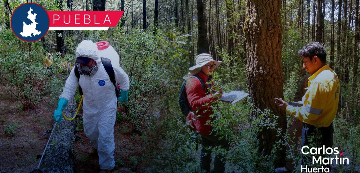Inicia plantación de 50 mil pinos para fortalecer La Malinche