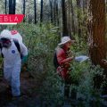 Inicia plantación de 50 mil pinos para fortalecer La Malinche