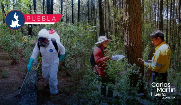 Inicia plantación de 50 mil pinos para fortalecer La Malinche