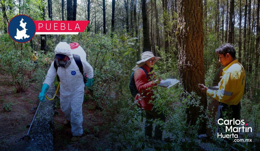Inicia plantación de 50 mil pinos para fortalecer La Malinche