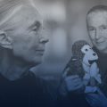Muere Jane Goodall, científica que redefinió la comprensión de los chimpancés