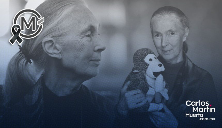 Jane Goodall Muere Jane Goodall, científica que redefinió la comprensión de los chimpancés