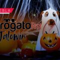 Perrogato Fest 2025 invita a su Halloween para apoyar a animales en situación de calle