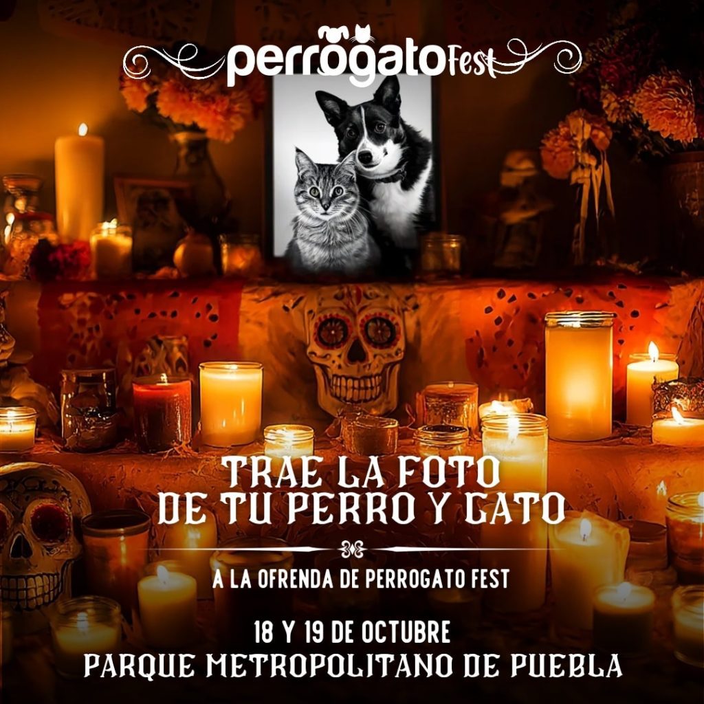 Perrogato Fest 2025 invita a su Halloween para apoyar a animales en situacion de calle 3