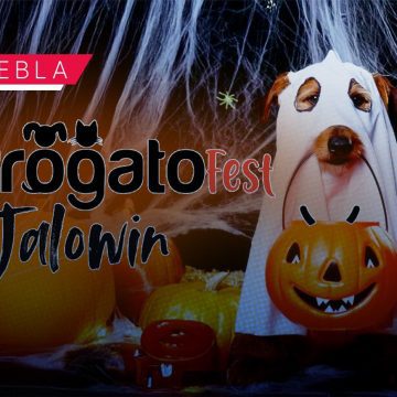 Perrogato Fest 2025 invita a su Halloween para apoyar a animales en situación de calle