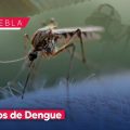 Puebla refuerza operativos contra el dengue ante 316 casos registrados
