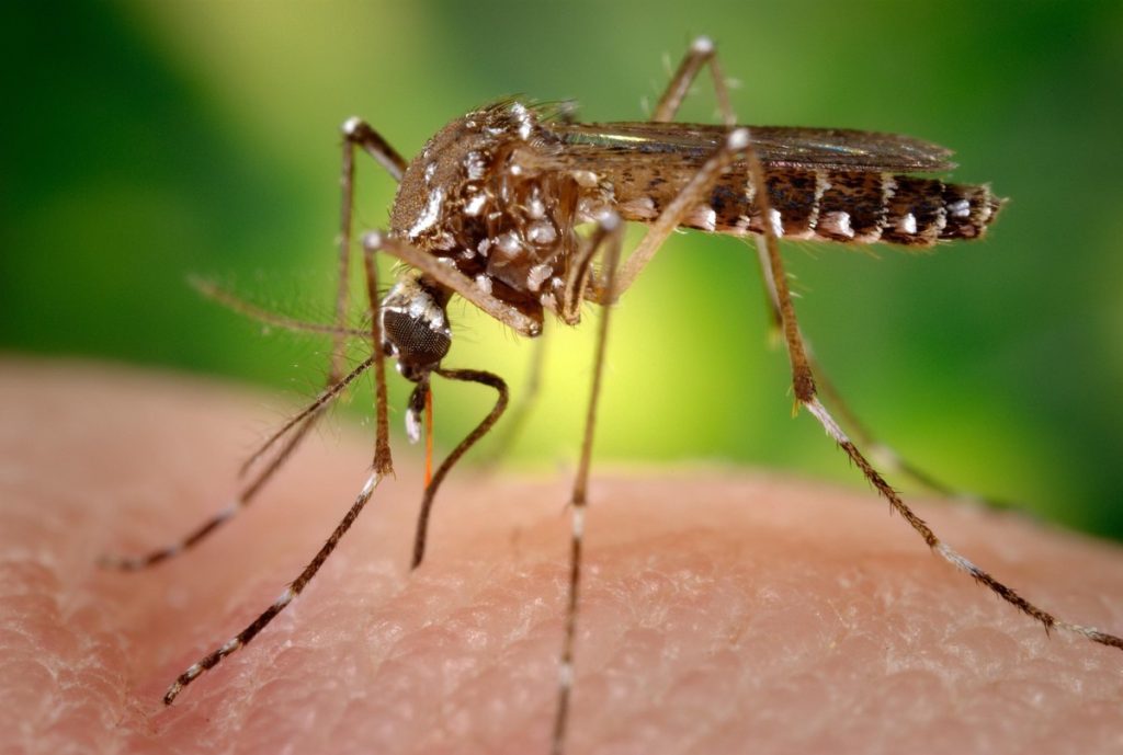 Puebla refuerza operativos contra el dengue ante 316 casos registrados 1 Puebla refuerza operativos contra el dengue ante 316 casos registrados