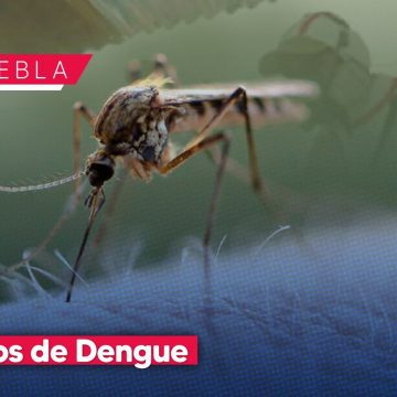 Puebla refuerza operativos contra el dengue ante 316 casos registrados
