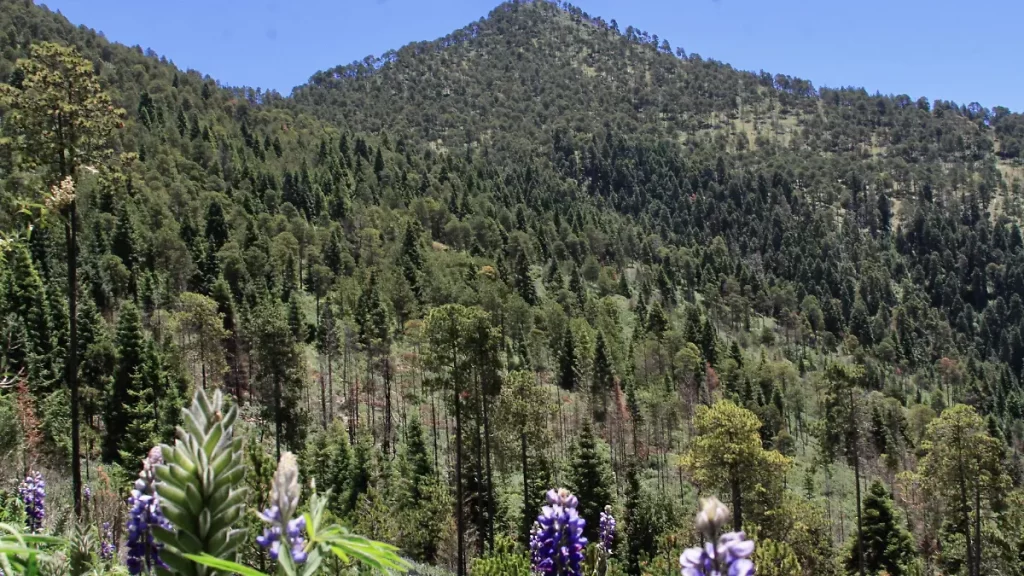 Semarnat concede permisos para la construccion del Ecoparque Tlalli Malinche 3