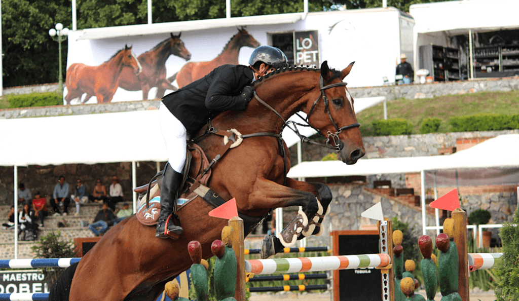 Todo listo para la final de la Copa Puebla de Salto 2025 en Quintas Ecuestres Haras 1 Todo listo para la final de la Copa Puebla de Salto 2025 en Quintas Ecuestres Haras
