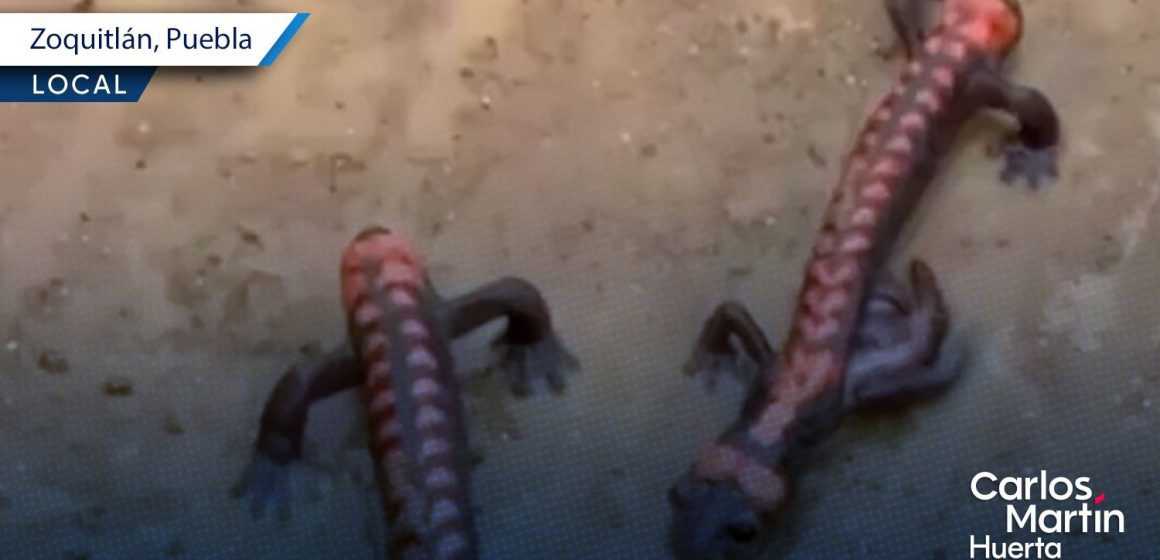 ¡Histórico! Reportan avistamiento de la salamandra de fuego en Zoquitlán