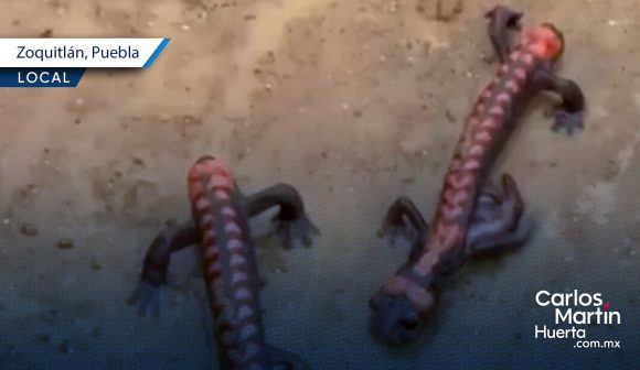 ¡Histórico! Reportan avistamiento de la salamandra de fuego en Zoquitlán