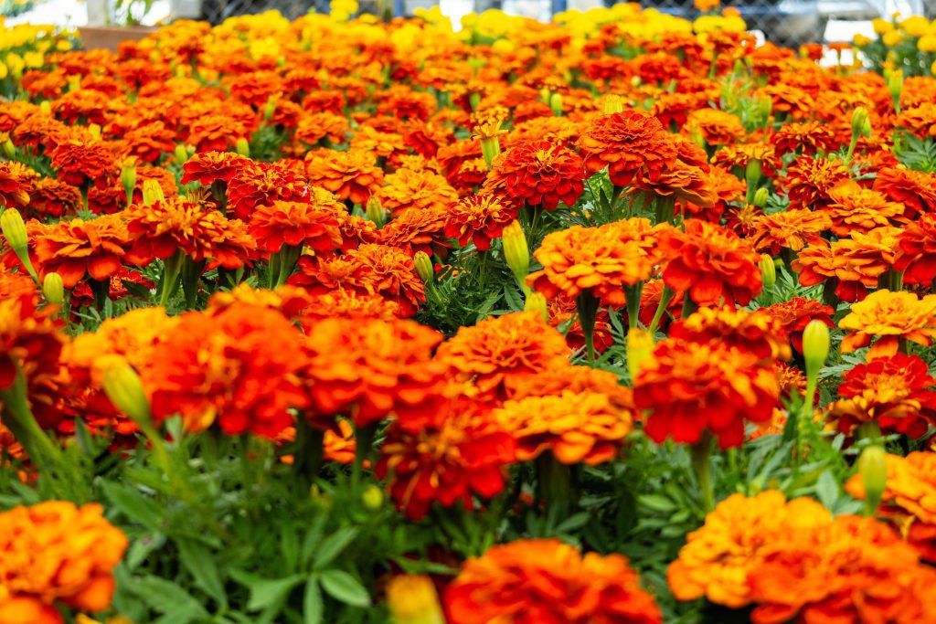 flor atlixco