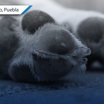 ¡Indignante! Fallecen 10 perros en San Salvador El Seco tras envenenamiento