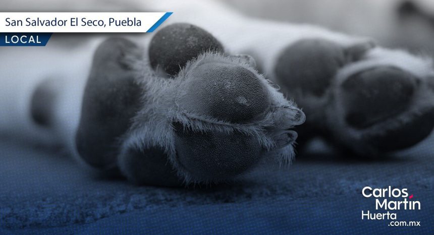 perritos ¡Indignante! Fallecen 10 perros en San Salvador El Seco tras envenenamiento