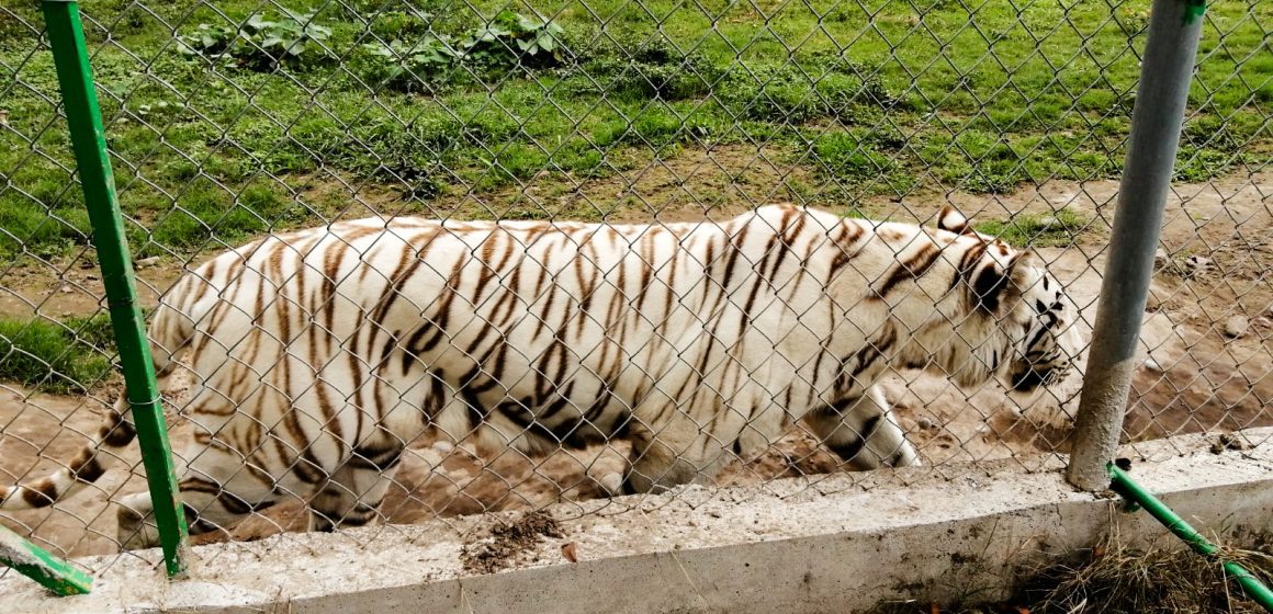 Fuga de tigre en Xicotepec: Profepa activa operativo en la Sierra Norte de Puebla