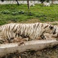 Fuga de tigre en Xicotepec: Profepa activa operativo en la Sierra Norte de Puebla