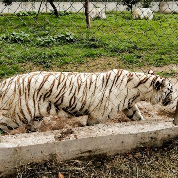 Localizan al tigre que escapó tras afectaciones por lluvias en Xicotepec