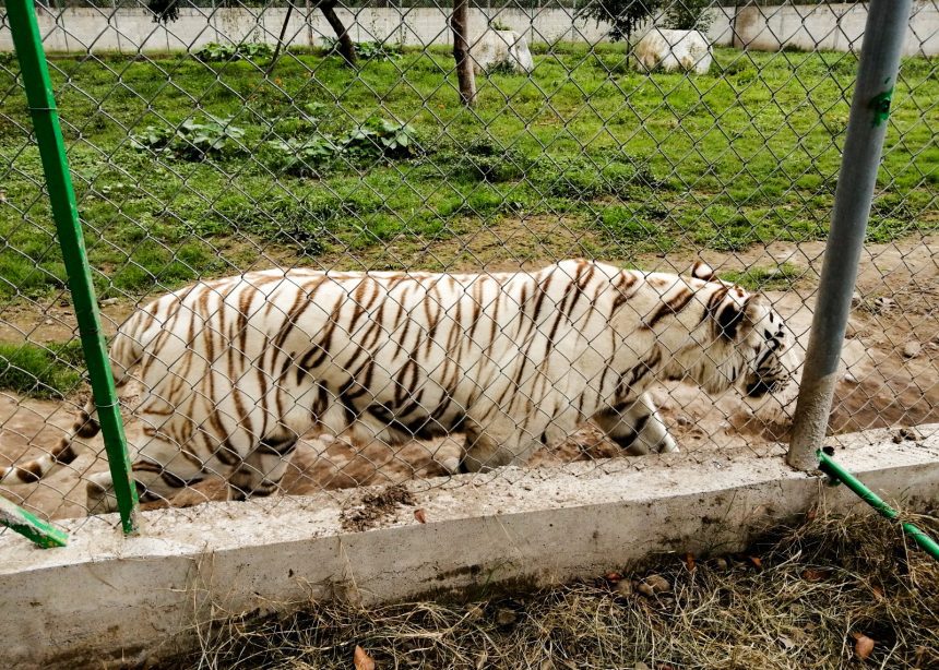 Localizan muerto al tigre que escapó tras afectaciones por lluvias en Xicotepec