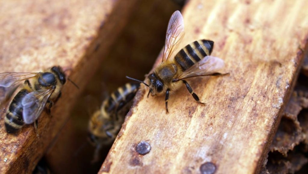 ¡Alerta en primaria de Atlixco Enjambre de abejas ataca a la comunidad educativa 3
