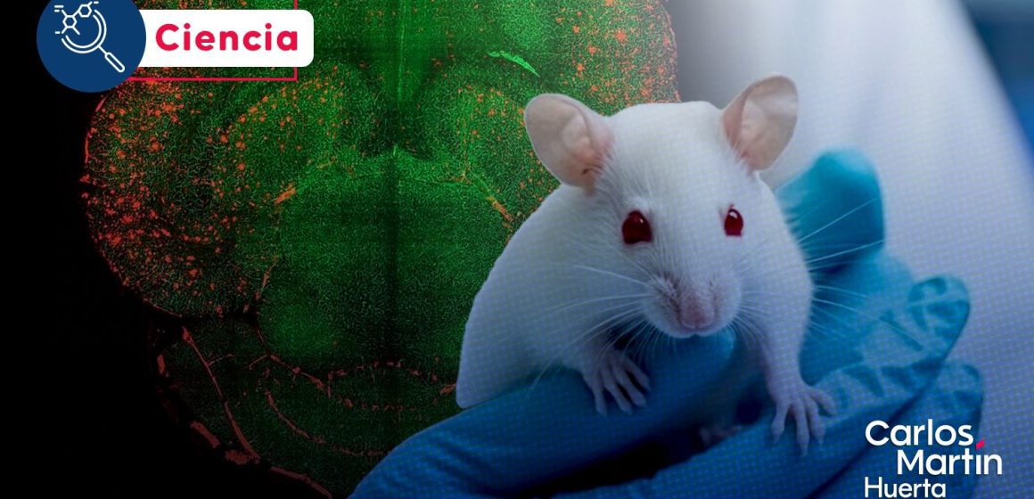 ¡Avance histórico! Nanotecnología revierte el Alzheimer en ratones
