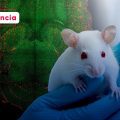 ¡Avance histórico! Nanotecnología revierte el Alzheimer en ratones