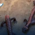 ¡Histórico! Reportan avistamiento de la salamandra de fuego en Zoquitlán