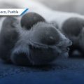 ¡Indignante! Fallecen 10 perros en San Salvador El Seco tras envenenamiento