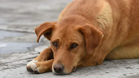 ¡Indignante! Fallecen 10 perros en San Salvador El Seco tras envenenamiento 2 ¡Indignante Fallecen 10 perros en San Salvador El Seco tras envenenamiento 2