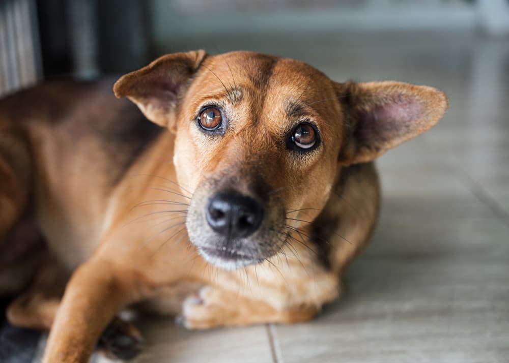 ¡Indignante! Fallecen 10 perros en San Salvador El Seco tras envenenamiento 1 ¡Indignante! Fallecen 10 perros en San Salvador El Seco tras envenenamiento