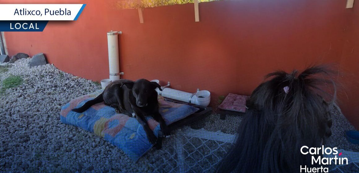 A sus 9 años, niña de Atlixco crea refugio para perros comunitarios