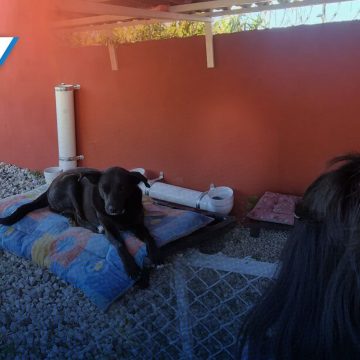A sus 9 años, niña de Atlixco crea refugio para perros comunitarios