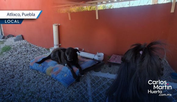 A sus 9 años, niña de Atlixco crea refugio para perros comunitarios
