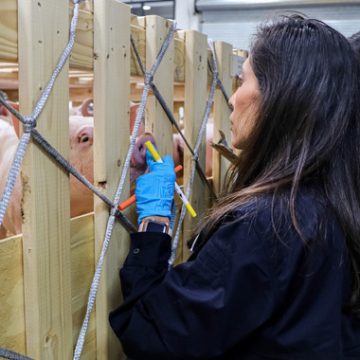México suspende importación de carne de cerdo de España por peste porcina