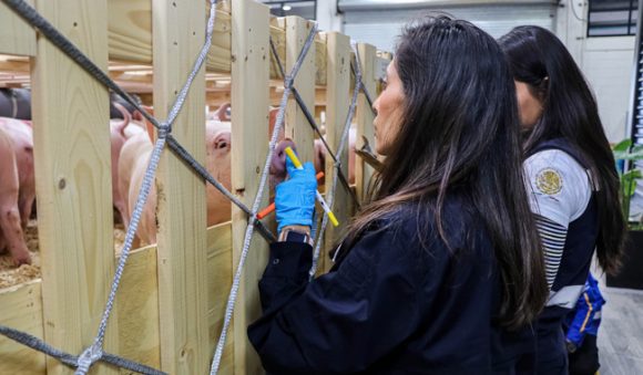 México suspende importación de carne de cerdo de España por peste porcina
