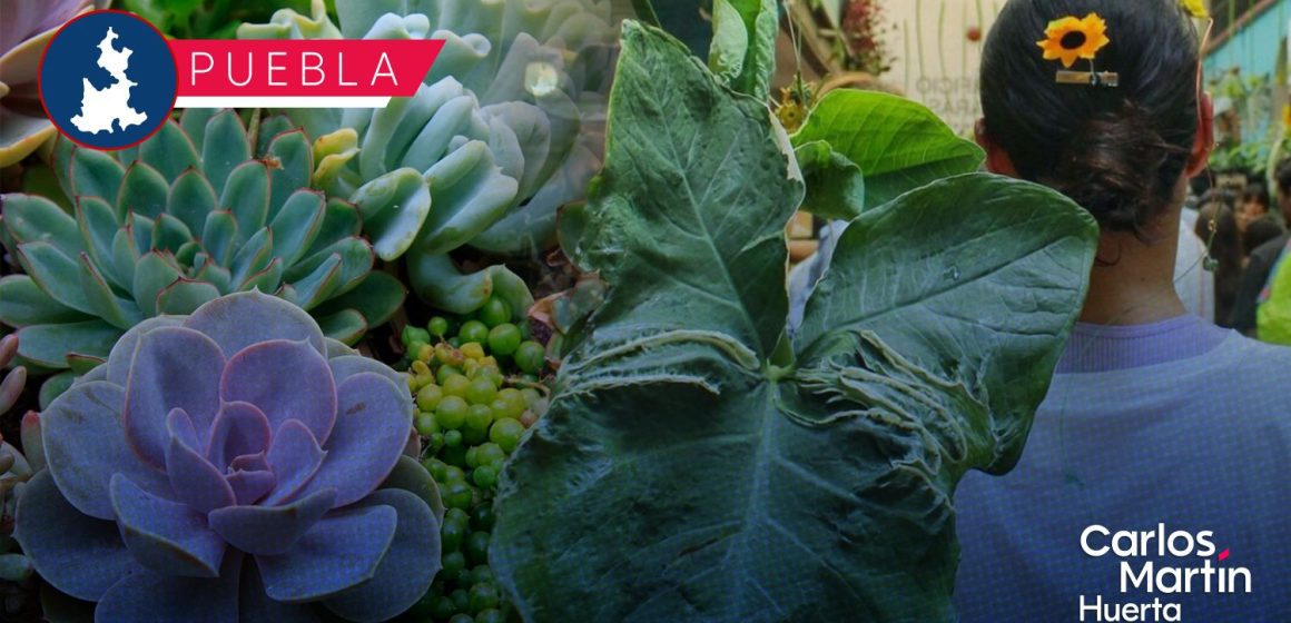 Anuncian la novena edición del Plant Fest Puebla 2025