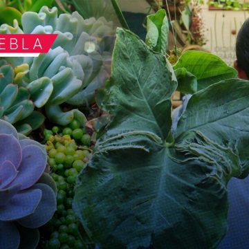 Anuncian la novena edición del Plant Fest Puebla 2025