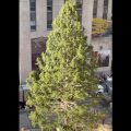 El árbol de navidad del Rockefeller Center arriba a Nueva York