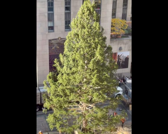El árbol de navidad del Rockefeller Center arriba a Nueva York