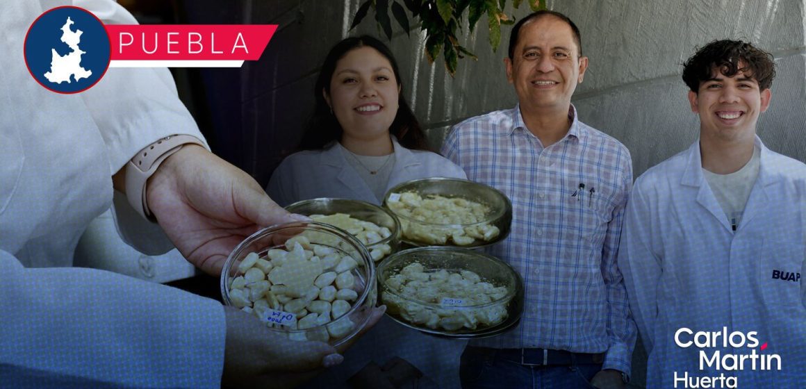 BUAP desarrolla antimicrobianos naturales contra el hongo tóxico del maíz