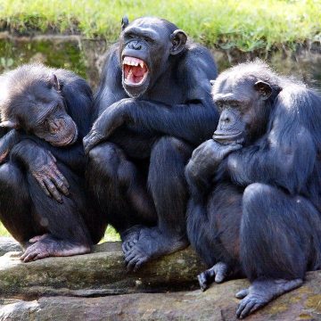 ¿Chimpancés, pensadores racionales?; estudio redefine la inteligencia animal