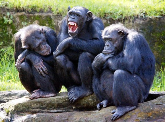 ¿Chimpancés, pensadores racionales?; estudio redefine la inteligencia animal