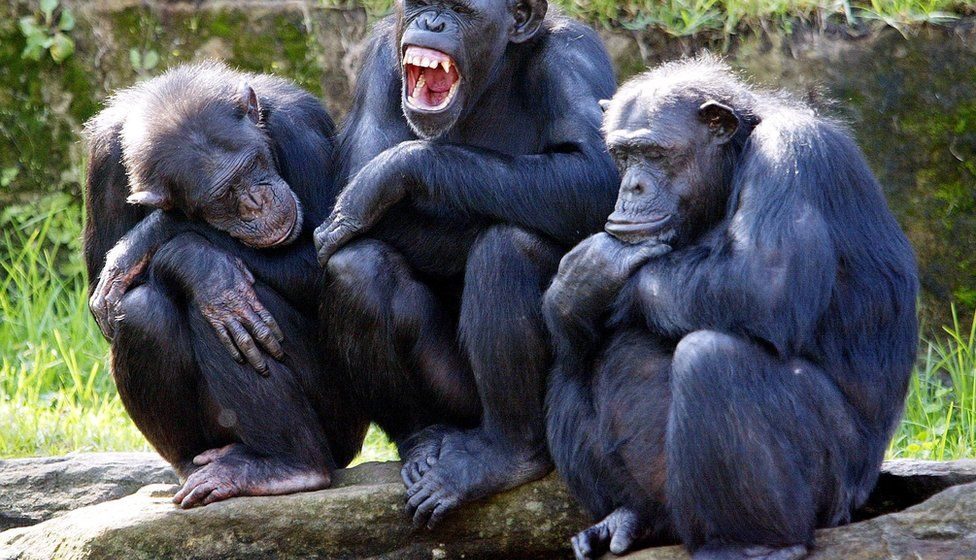 Chimpancés ¿Chimpancés, pensadores racionales?; estudio redefine la inteligencia animal