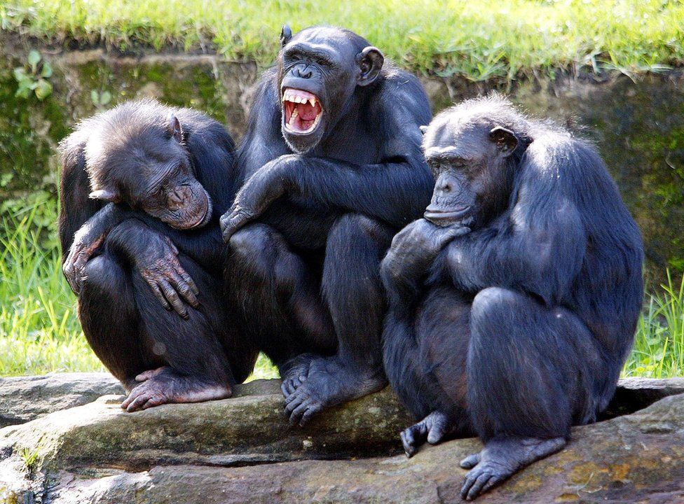 ¿Chimpancés, pensadores racionales?; estudio redefine la inteligencia animal 2 Chimpances