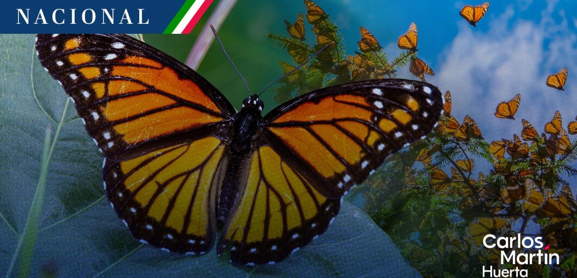 Comienza la temporada de la Mariposa Monarca en México