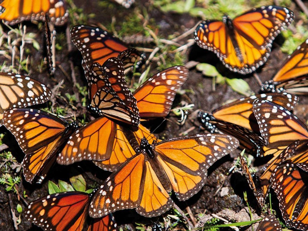 Comienza la temporada de la Mariposa Monarca en México