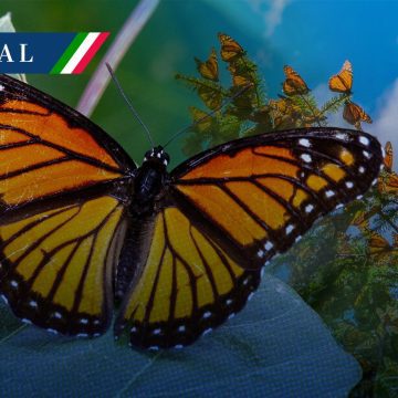 Comienza la temporada de la Mariposa Monarca en México